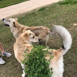 Meet your Posher, Leah